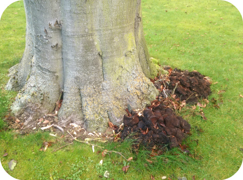 Beech tree with Meripilus giganteus