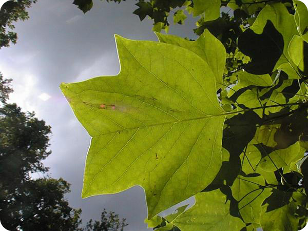 Tulip Tree, Tree Surveys